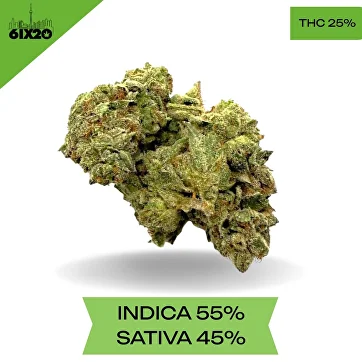 joint　KIDILL MA-1 BLACK FLOWER Pépinière Gentile - Garden Centre - Mega Centre Group