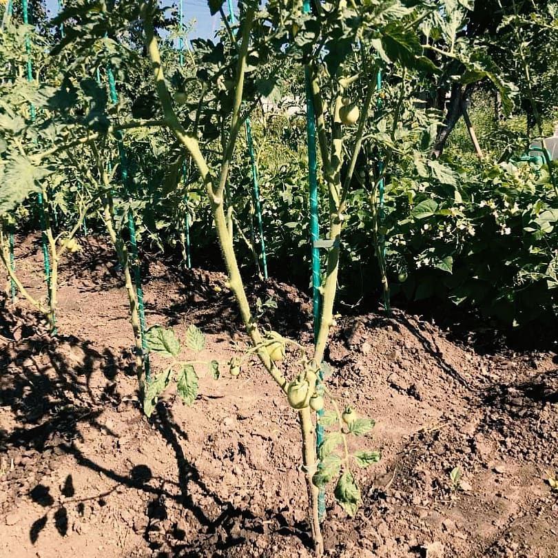 Фото врожаю 8