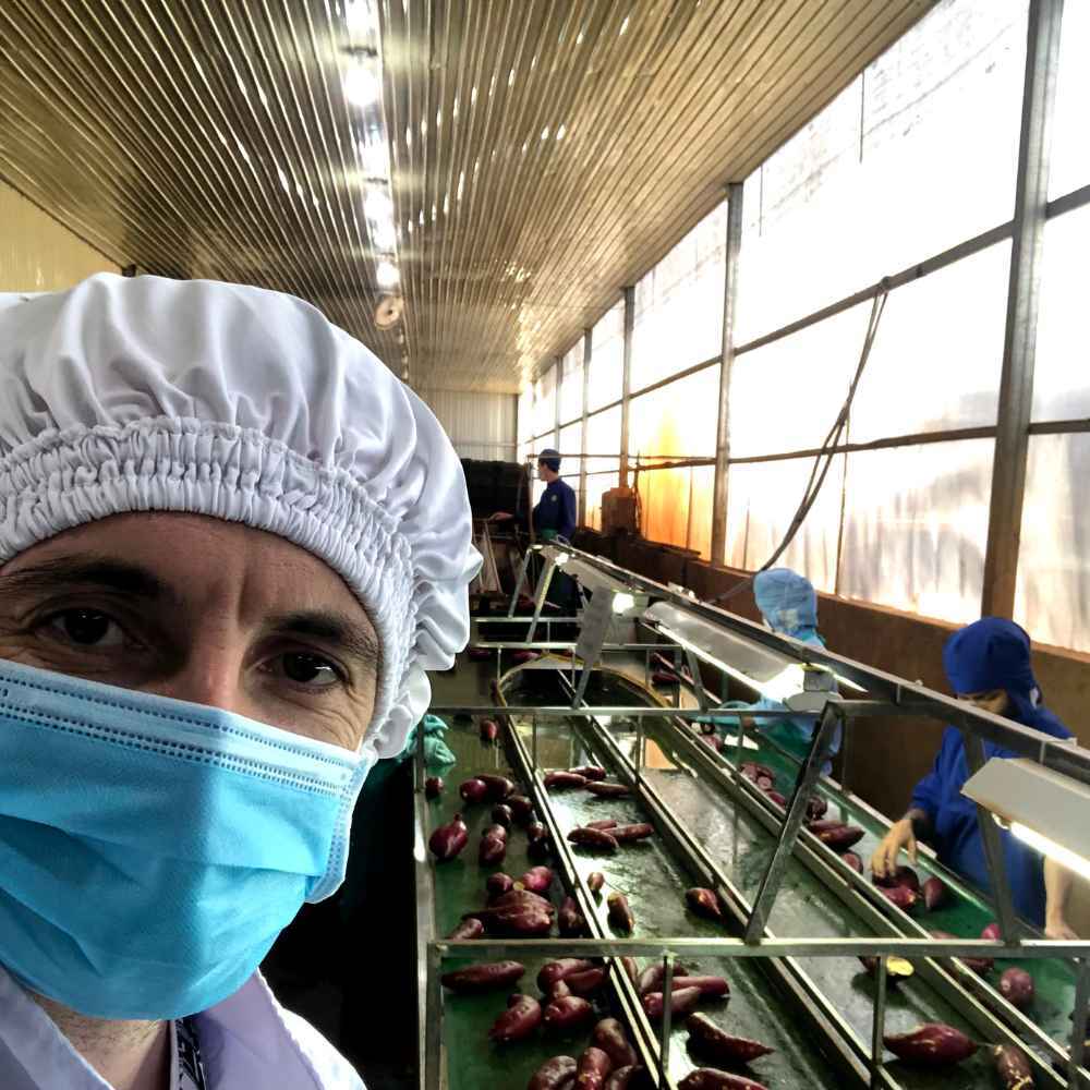 Froaen Sweet potato from Vietnam