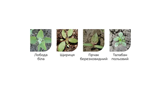 Види бур'янв, що контролює Дисулам