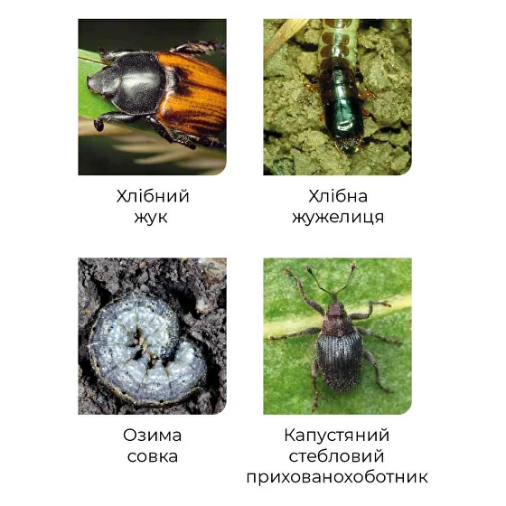 Види шкідників, що контролює Фосорган Дуо