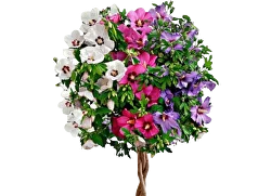 Декоративні дерева і кущі - Купити саджанці декоративних дерев та