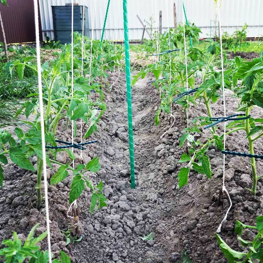 Фото врожаю 17