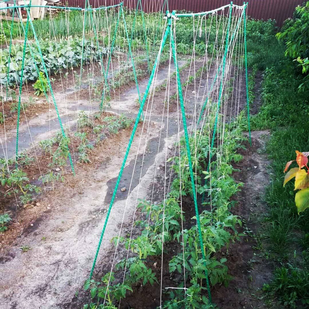 Фото врожаю 12