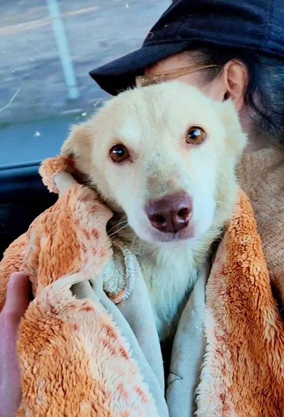 Счастливая собака