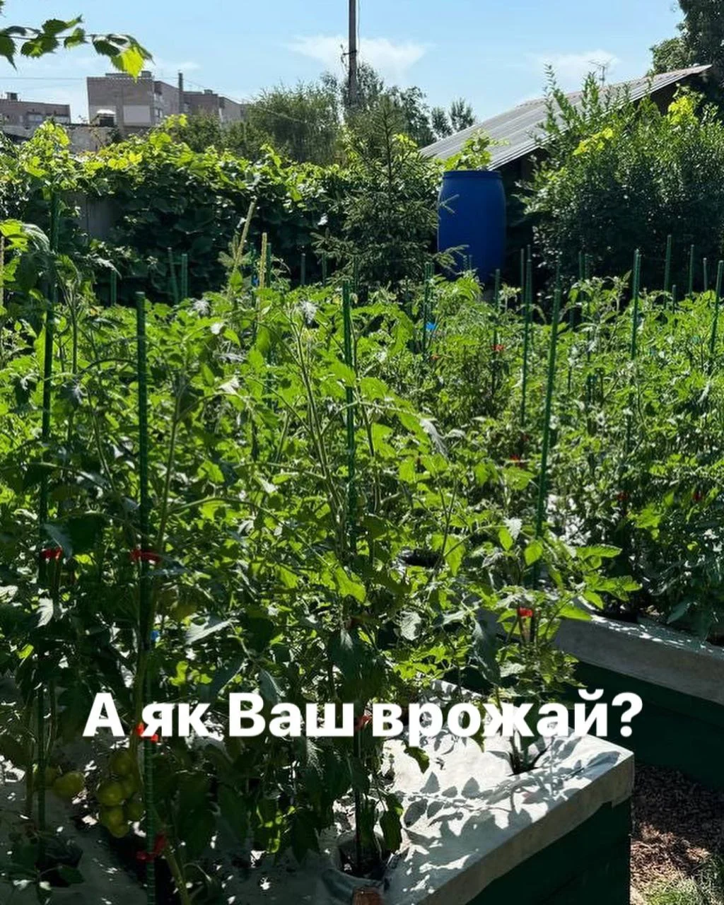 Фото врожаю 1