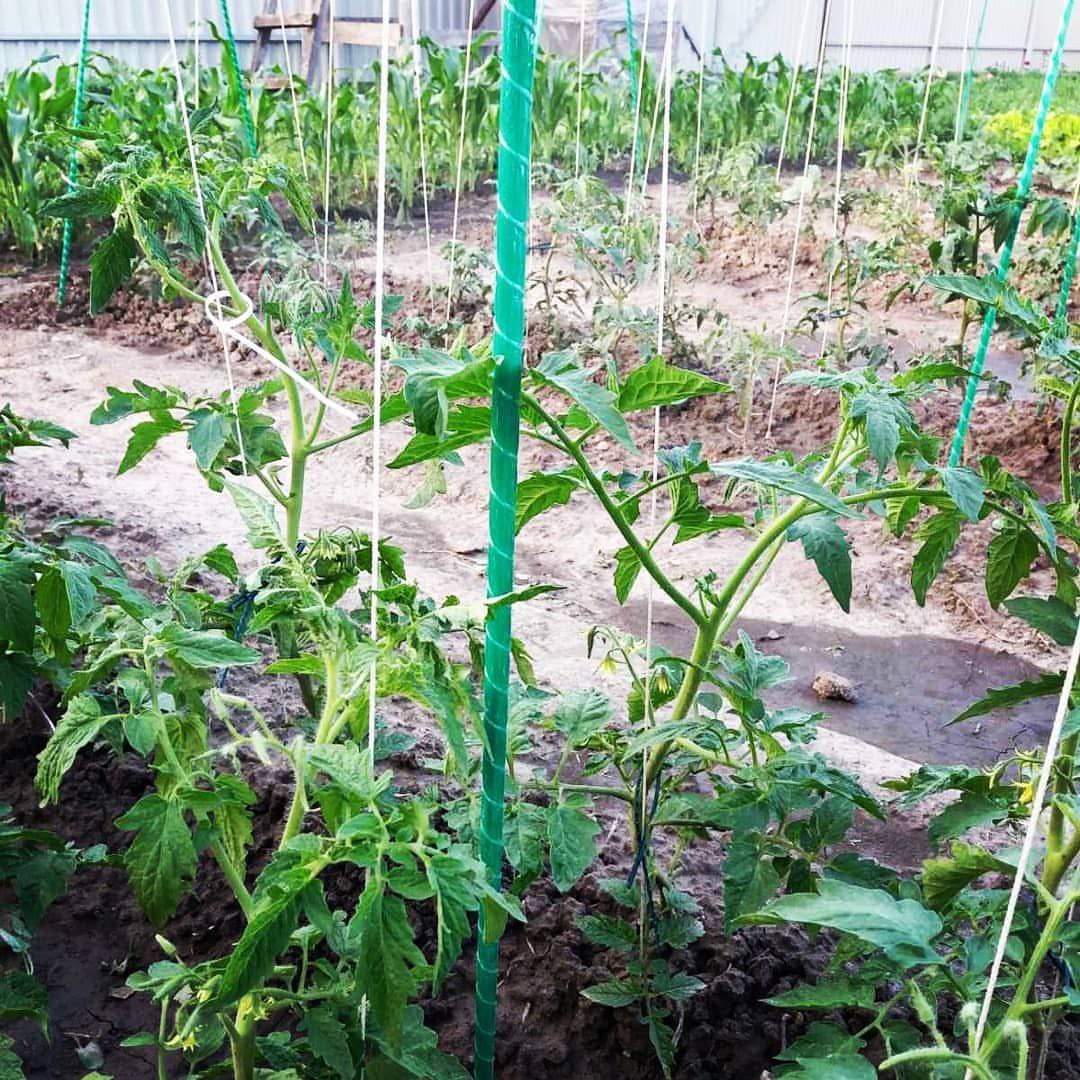 Фото врожаю 11