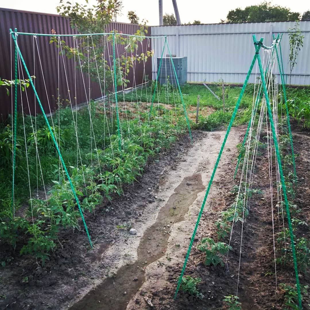 Фото врожаю 14