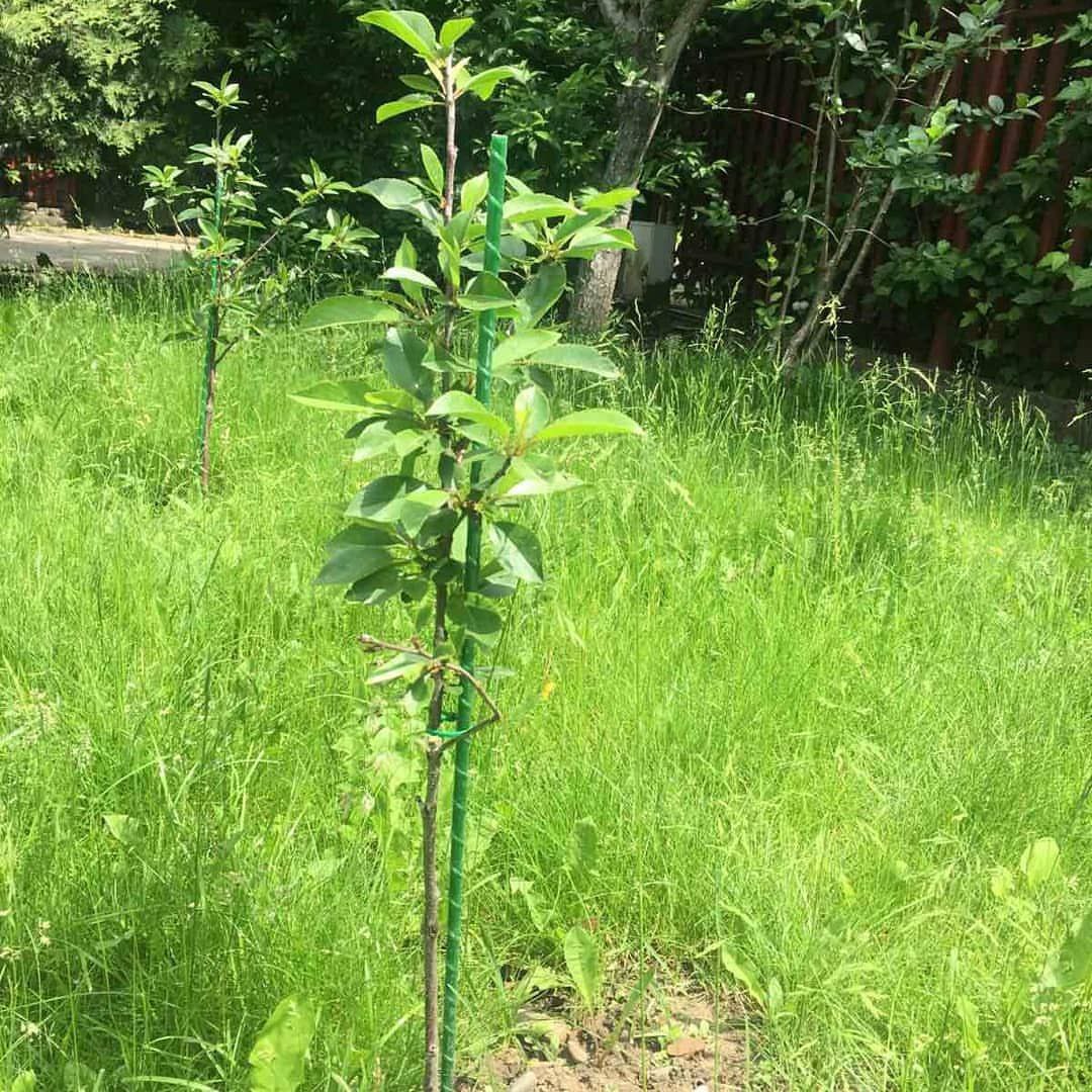 Фото врожаю 22