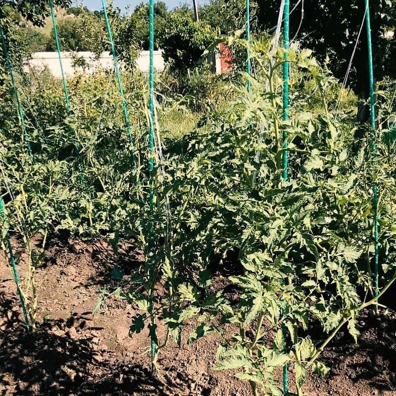 Фото врожаю 10