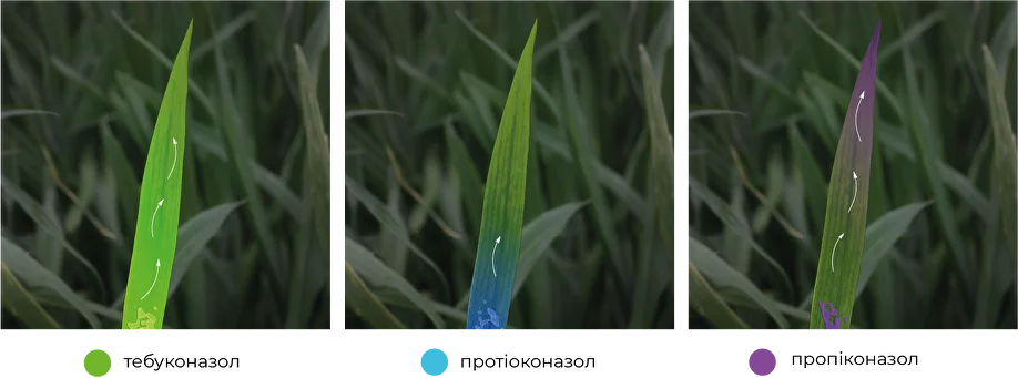 Унікальна комбінація діючих речовин в фунгіциді Ауріс