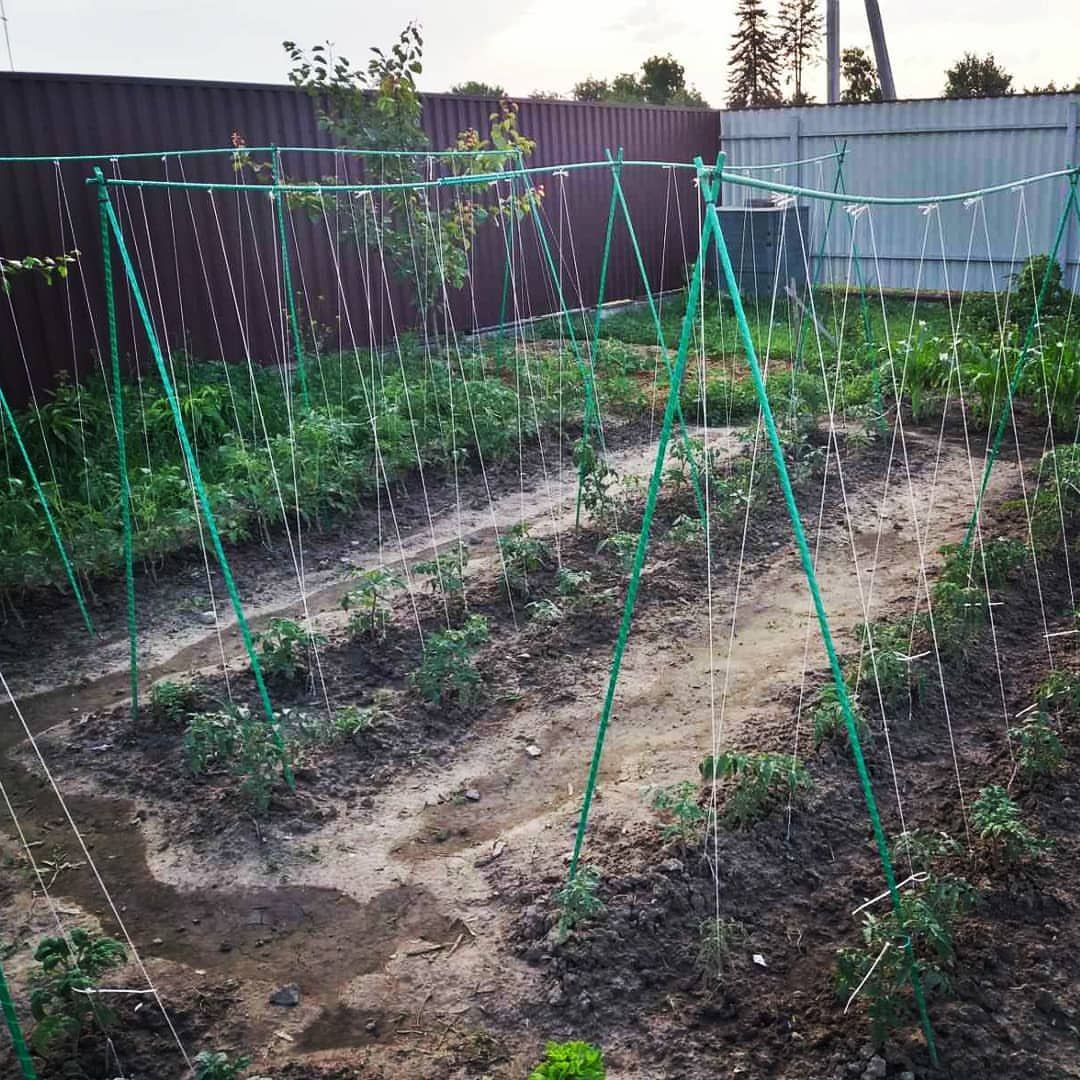 Фото врожаю 13