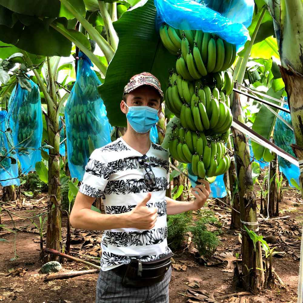 Fresh banana from Vietnam