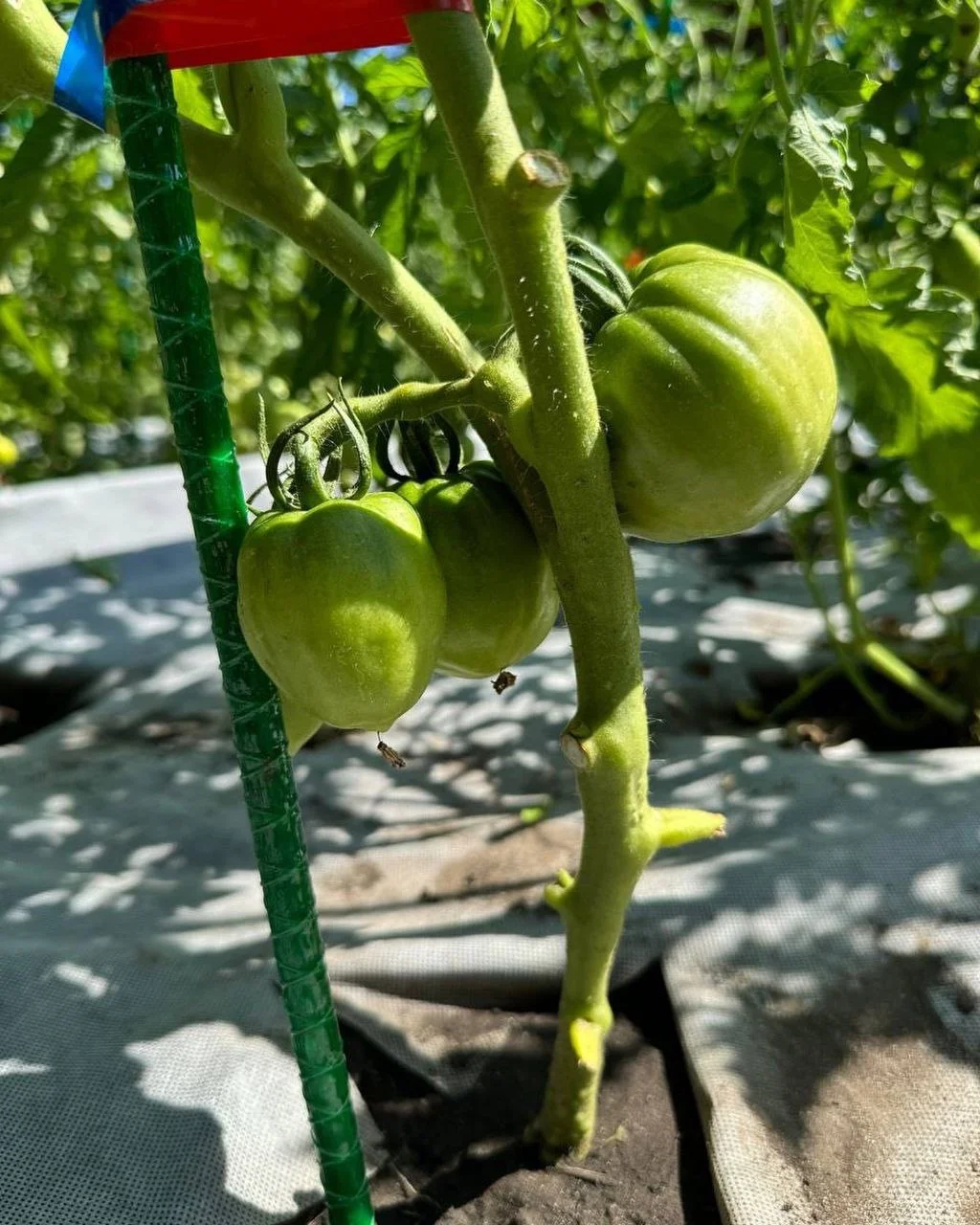 Фото врожаю 3