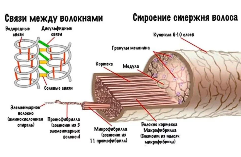 Что такое кутикула волоса.