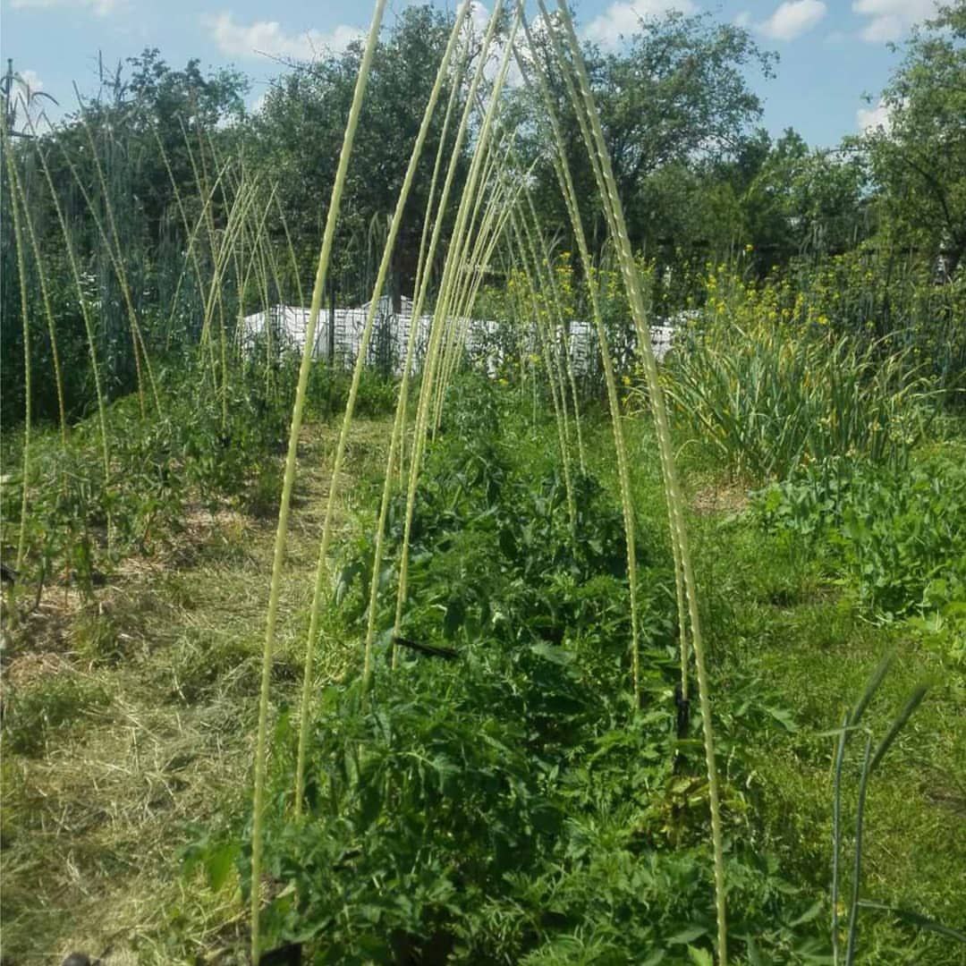 Фото врожаю 19