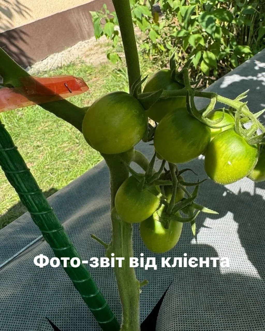 Фото врожаю 2