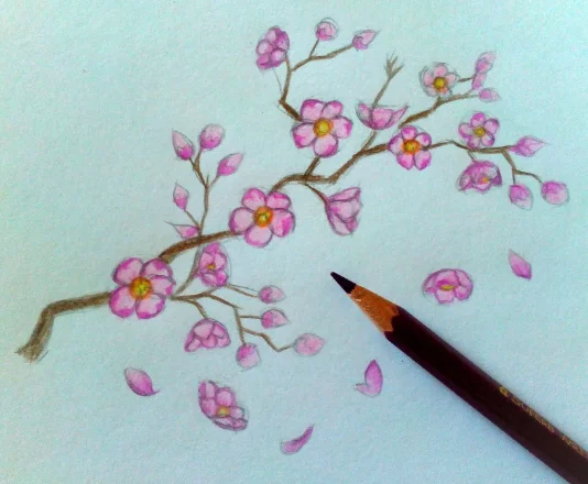 Как нарисовать орхидею цветными карандашами поэтапно