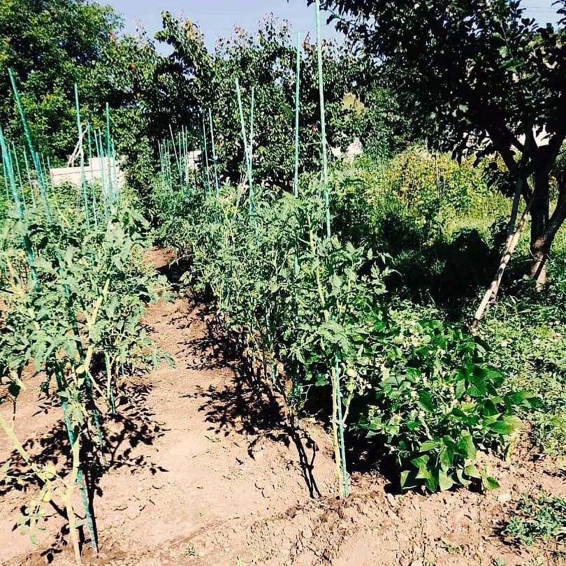 Фото врожаю 9