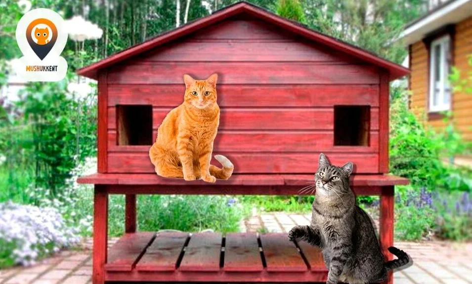 Tomskda kasalxonada siyayotgan mushuklarni onlayn tomosha qiling