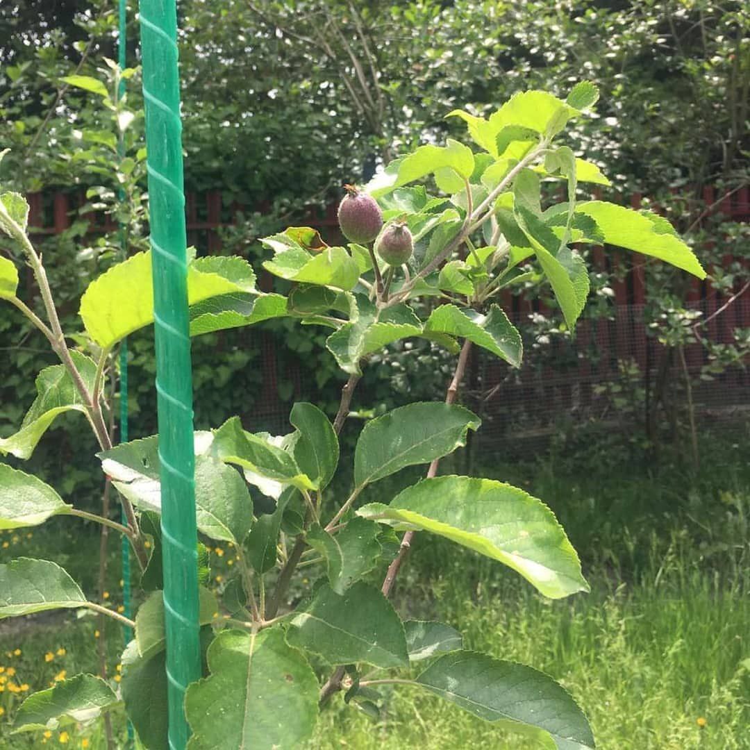 Фото врожаю 21