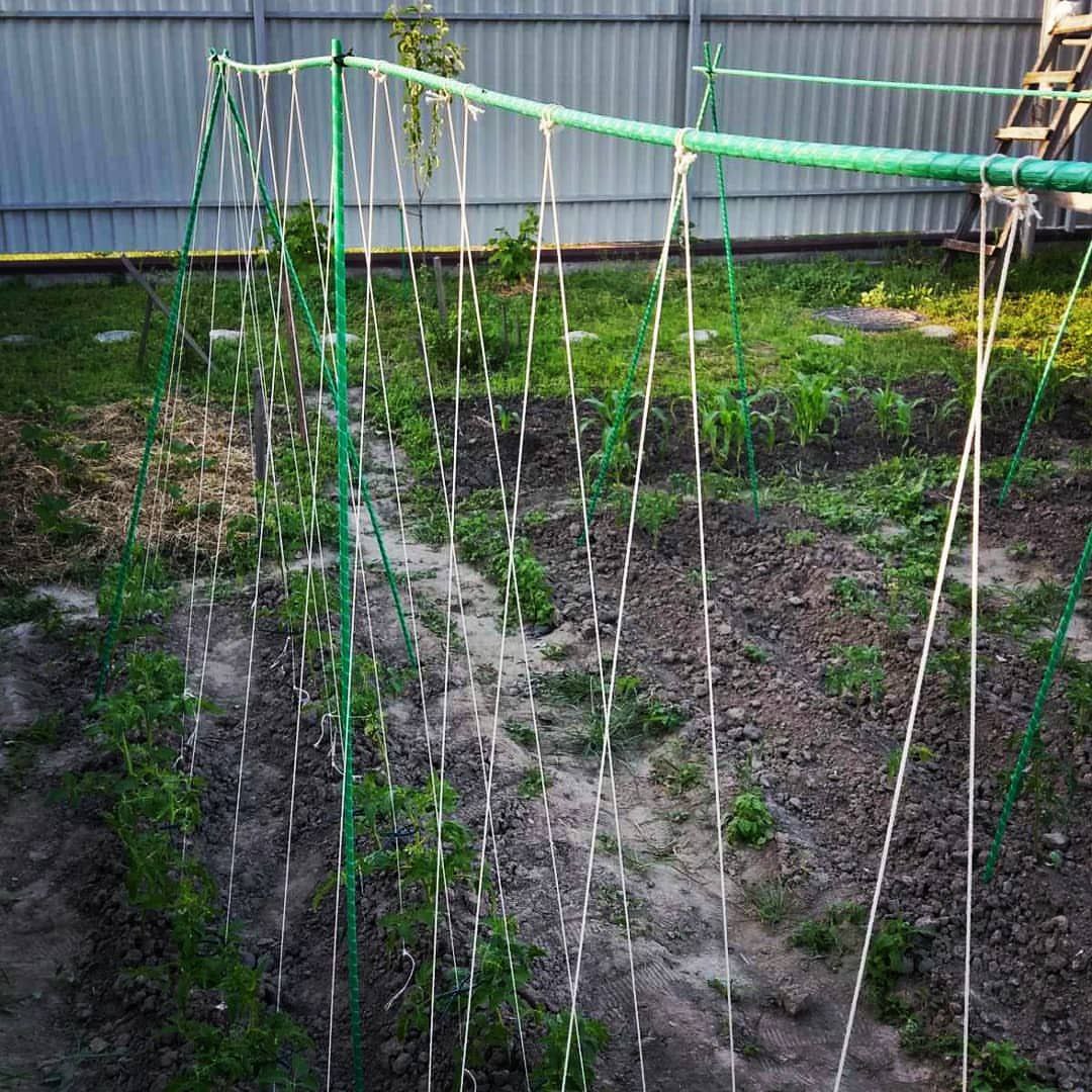 Фото врожаю 16