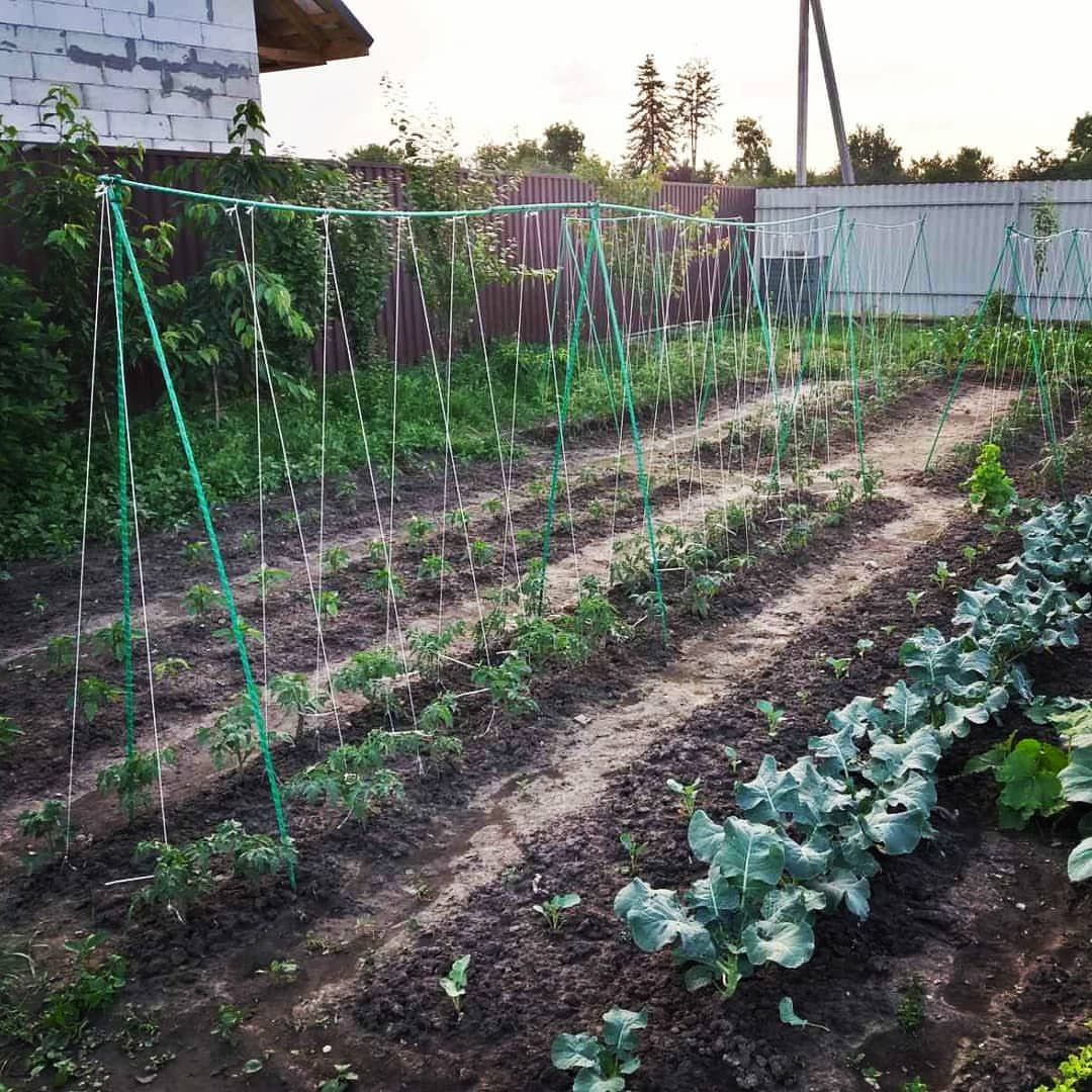 Фото врожаю 15