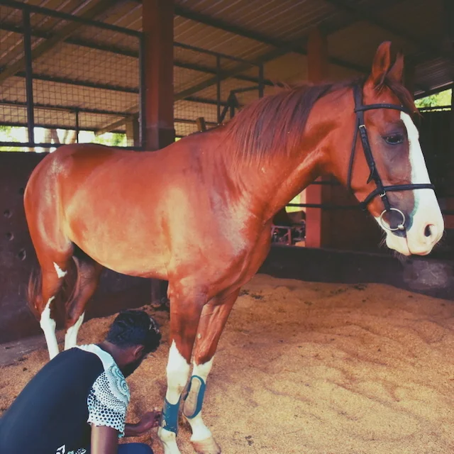 Vonfidel Ranch stables