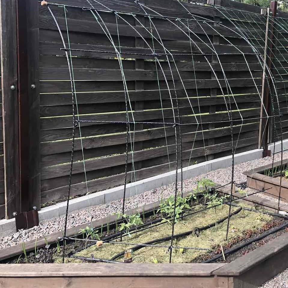 Фото врожаю 18