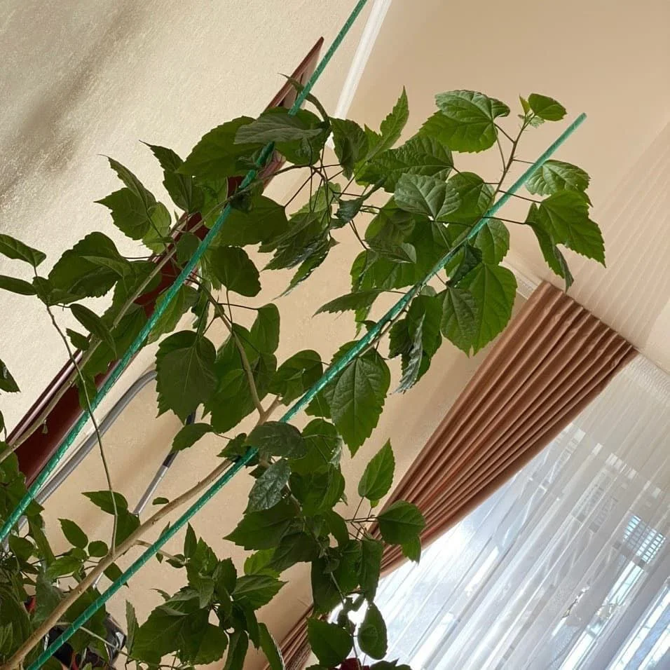 Фото врожаю 25