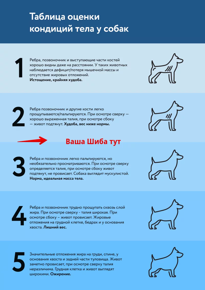 Худи для собак черный/василек унисекс размер 3 - длина спины 30-32, обхват груди 44-46